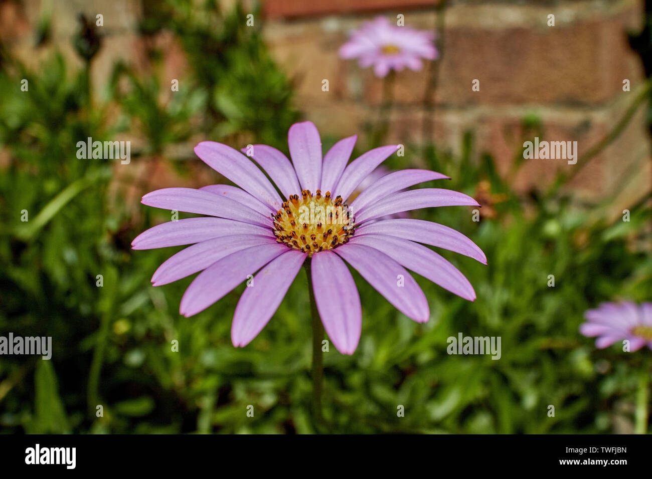 Beautiful pink Osteospermum (African Daisy) flower on a sunny spring day. Stock Photo