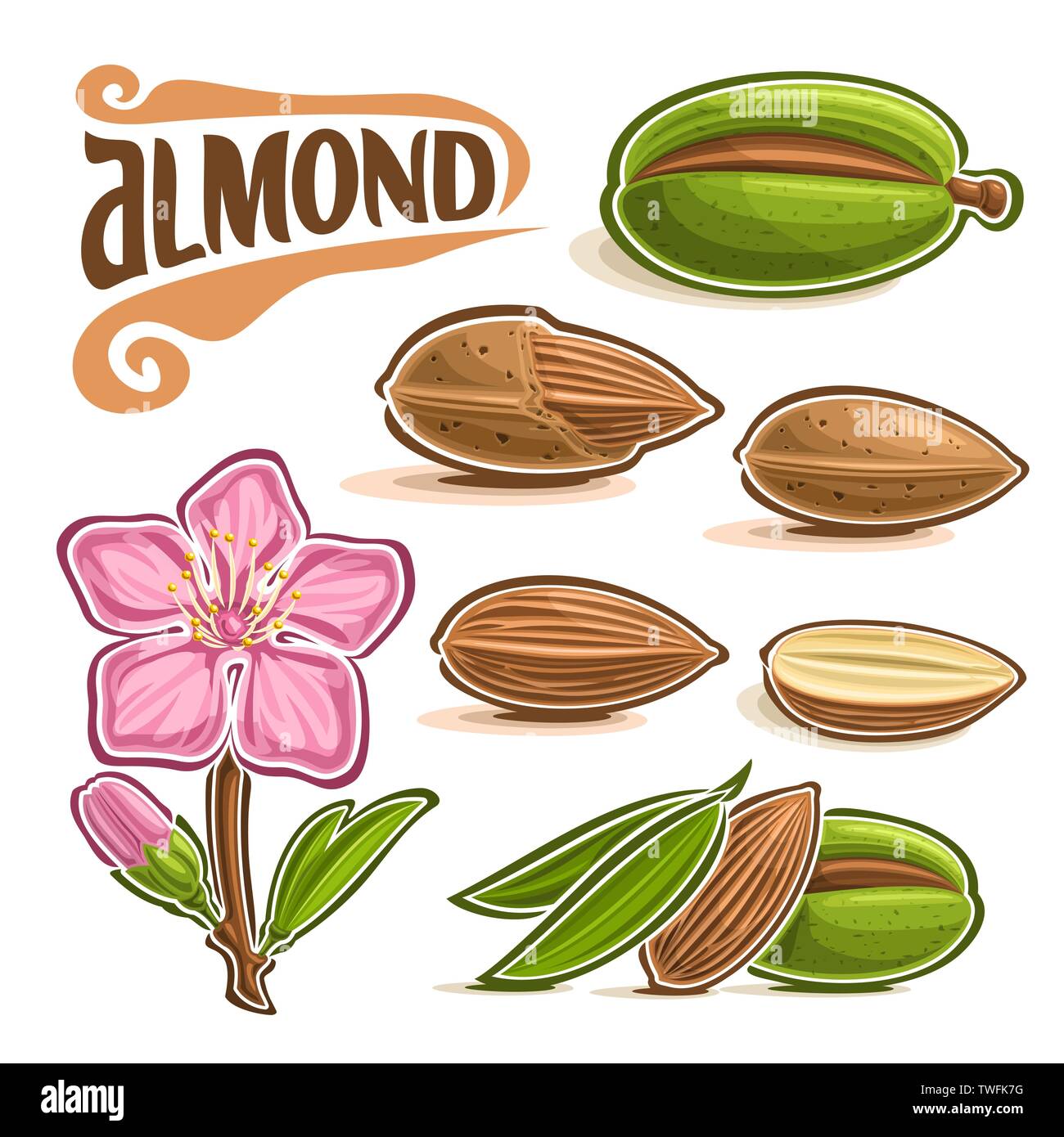 Vector set of Almond Nuts Stock Vector