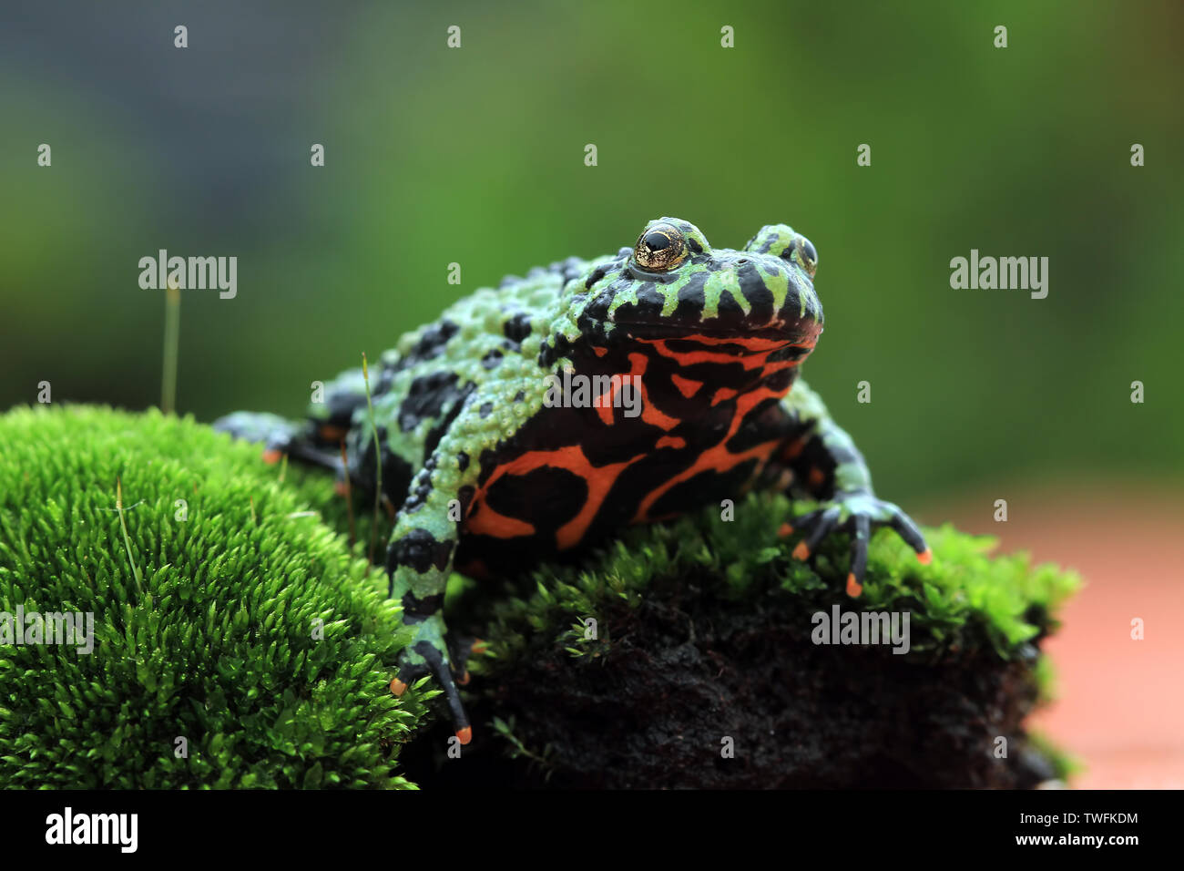 Fire-bellied toad  (Bombina orientalis) on moss covered rocks, Indonesia Stock Photo