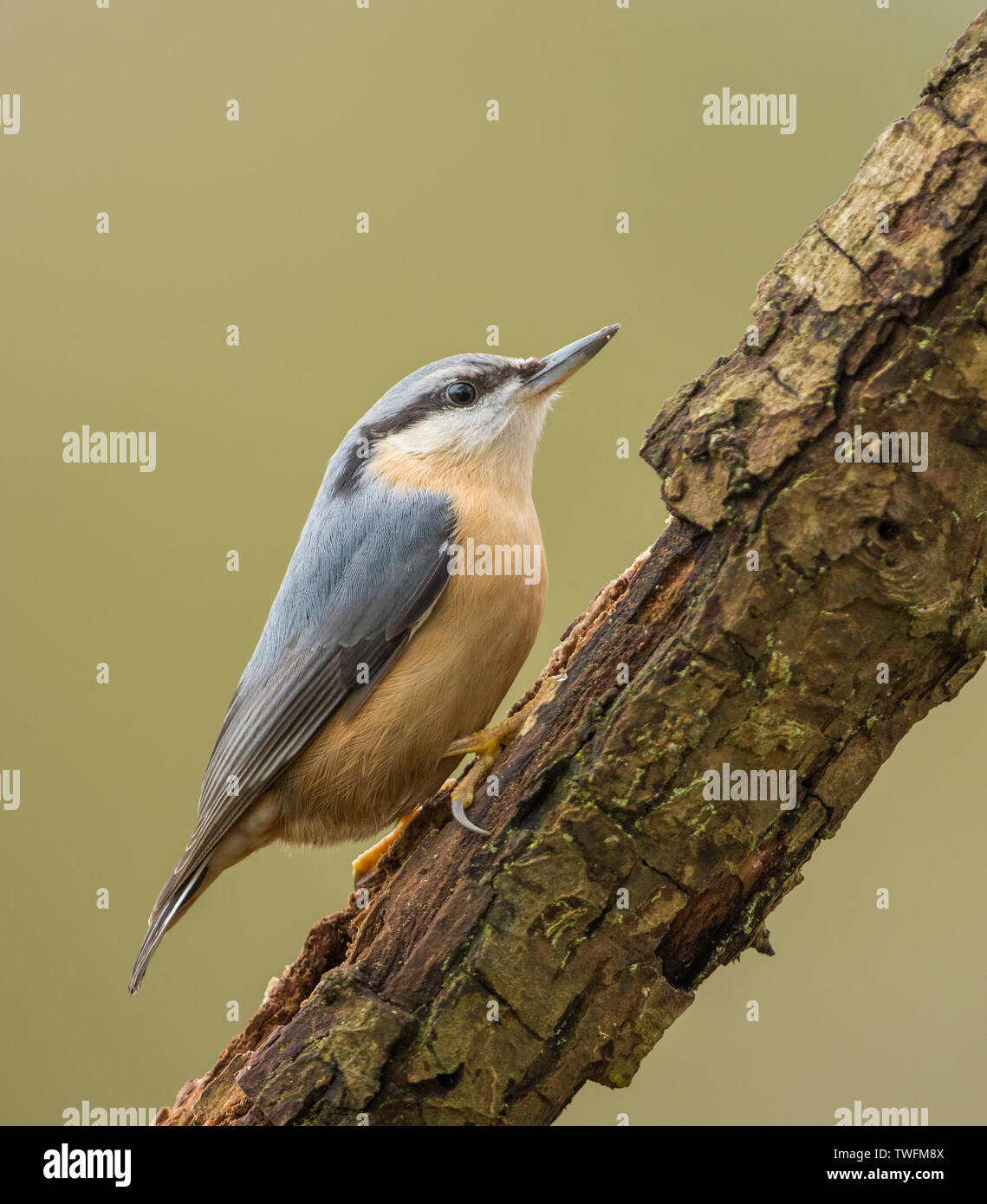 A European Nuthatch (Sitta europaea) on a log with a clean background ...