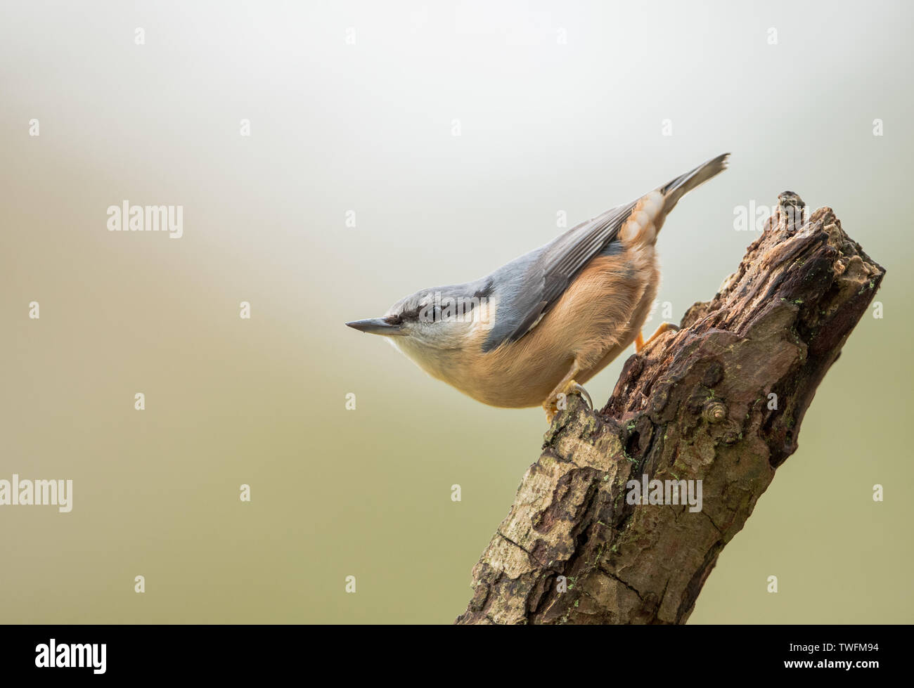 A European Nuthatch (Sitta europaea) on a log with a clean background, taken in Miserden, Gloucestershire Stock Photo