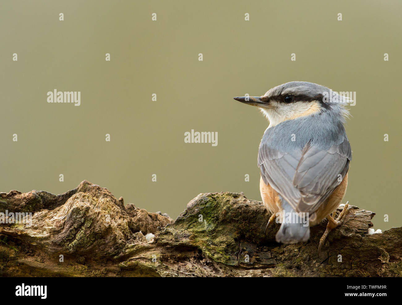 A European Nuthatch (Sitta europaea) on a log with a clean background, taken in Miserden, Gloucestershire Stock Photo
