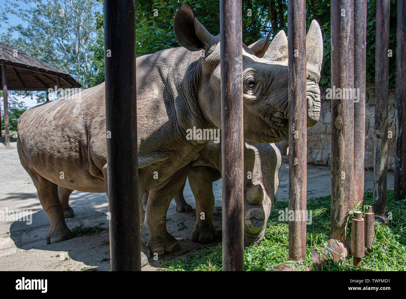 The zoo Dvur Kralove in Czech Republic has sent four black rhinos back to their homeland in Africa in Rwanda. Black rhinos in zoo Dvur Kralove, Czech Republic, June 20, 2019. (CTK Photo/David Tanecek) Stock Photo