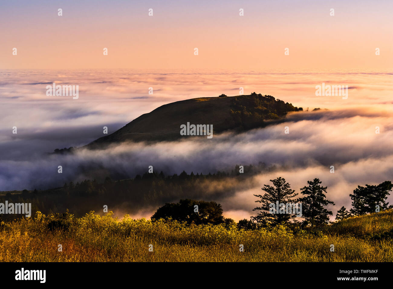Sunset view of mountain top rising up above a sea of clouds in the Santa Cruz mountains; San Francisco bay area, California Stock Photo