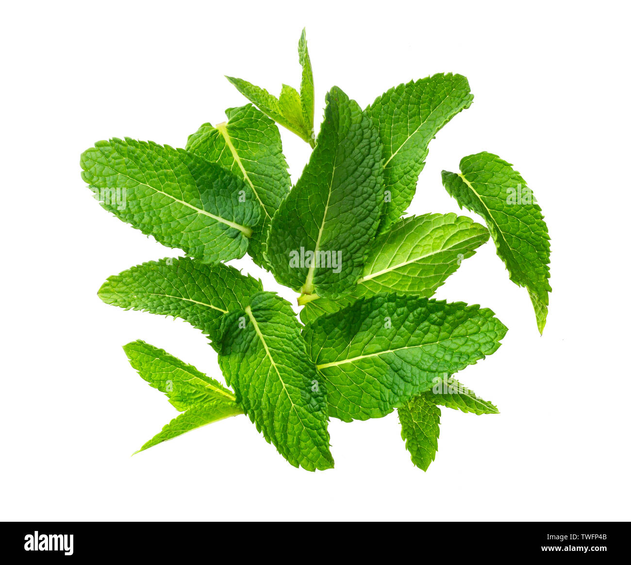 Pile of mint leaves isolated on white background with clipping path ...