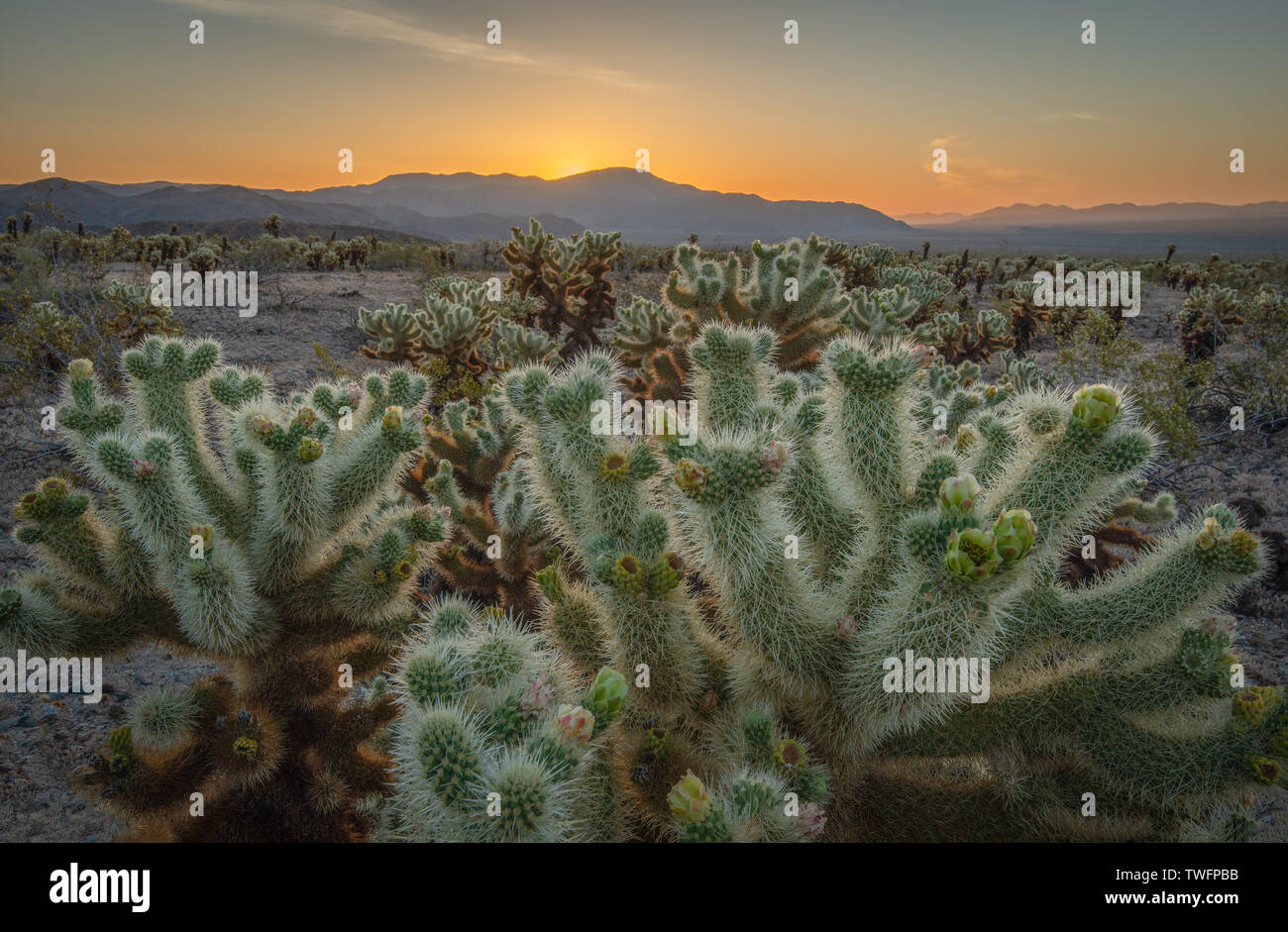 Cholla Cactus Garden at Sunrise, Joshua Tree National Park, California, United States Stock Photo