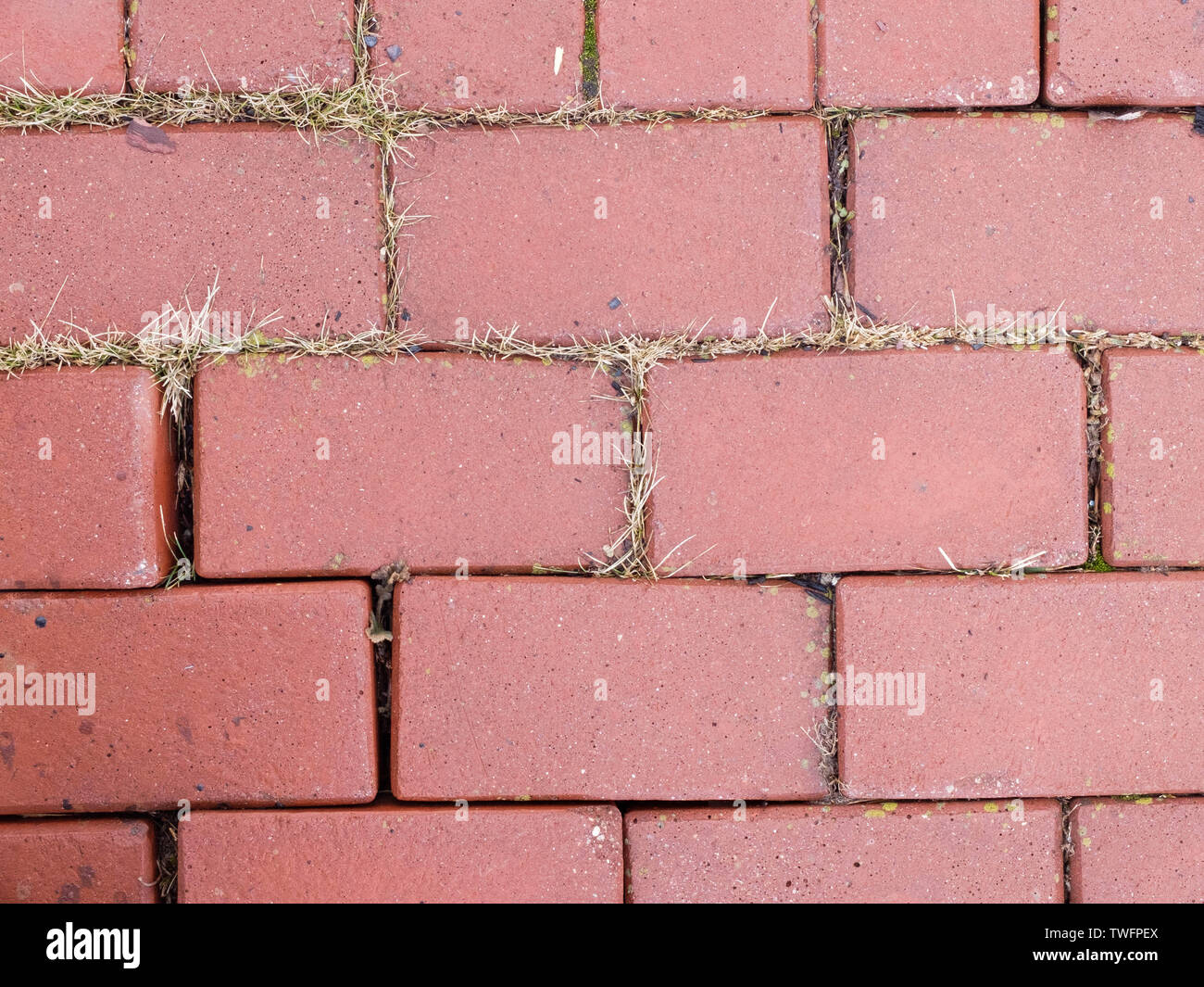 Grass grows through pavement of the sidewalk Stock Photo