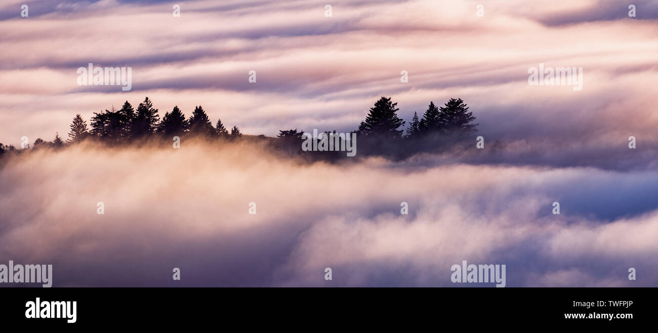Evergreen trees rising above a sea of clouds in Santa Cruz mountains, San Francisco bay area, California Stock Photo