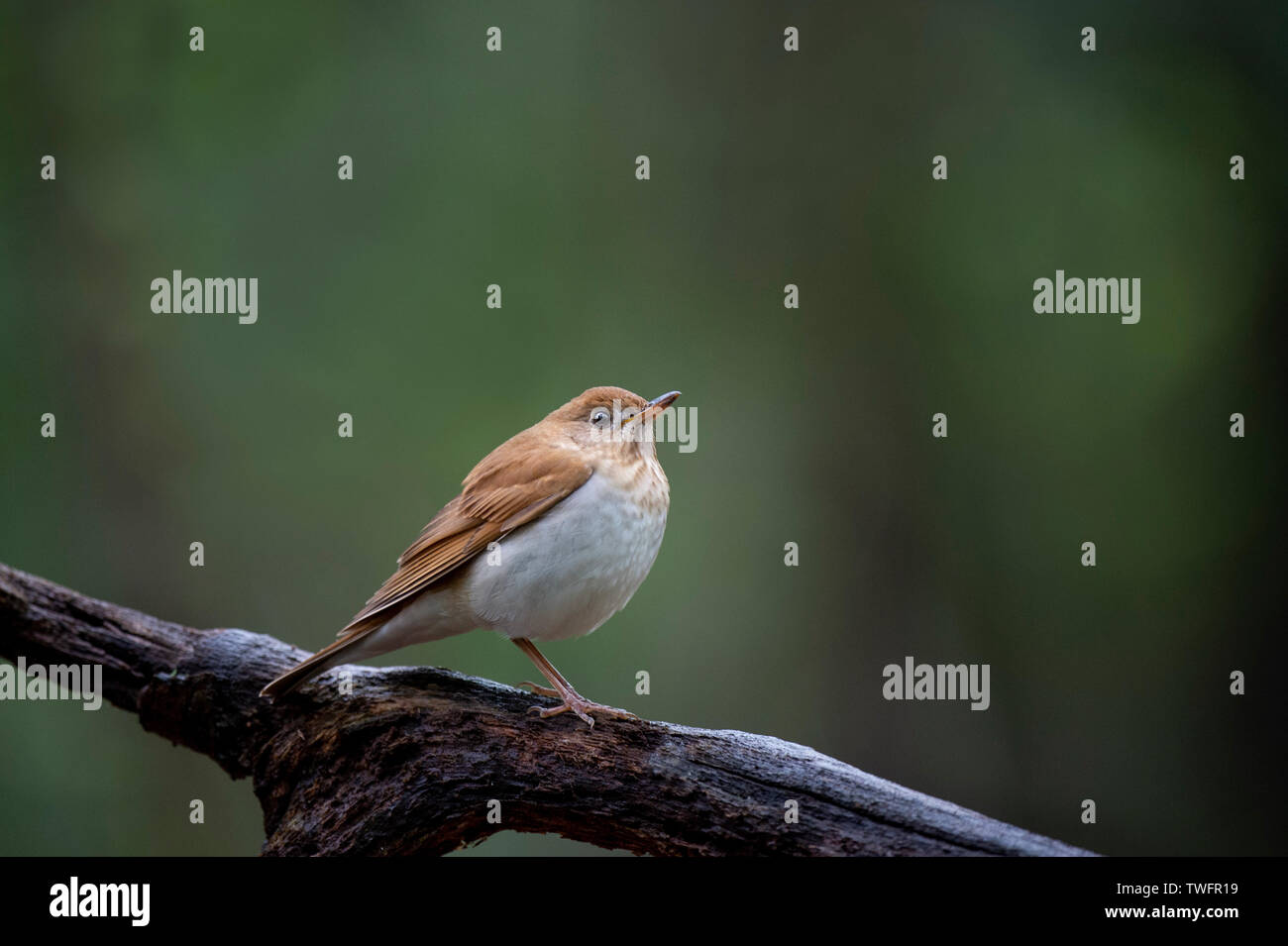 A Veery perched on a log in the soft overcast light with a smooth green background. Stock Photo