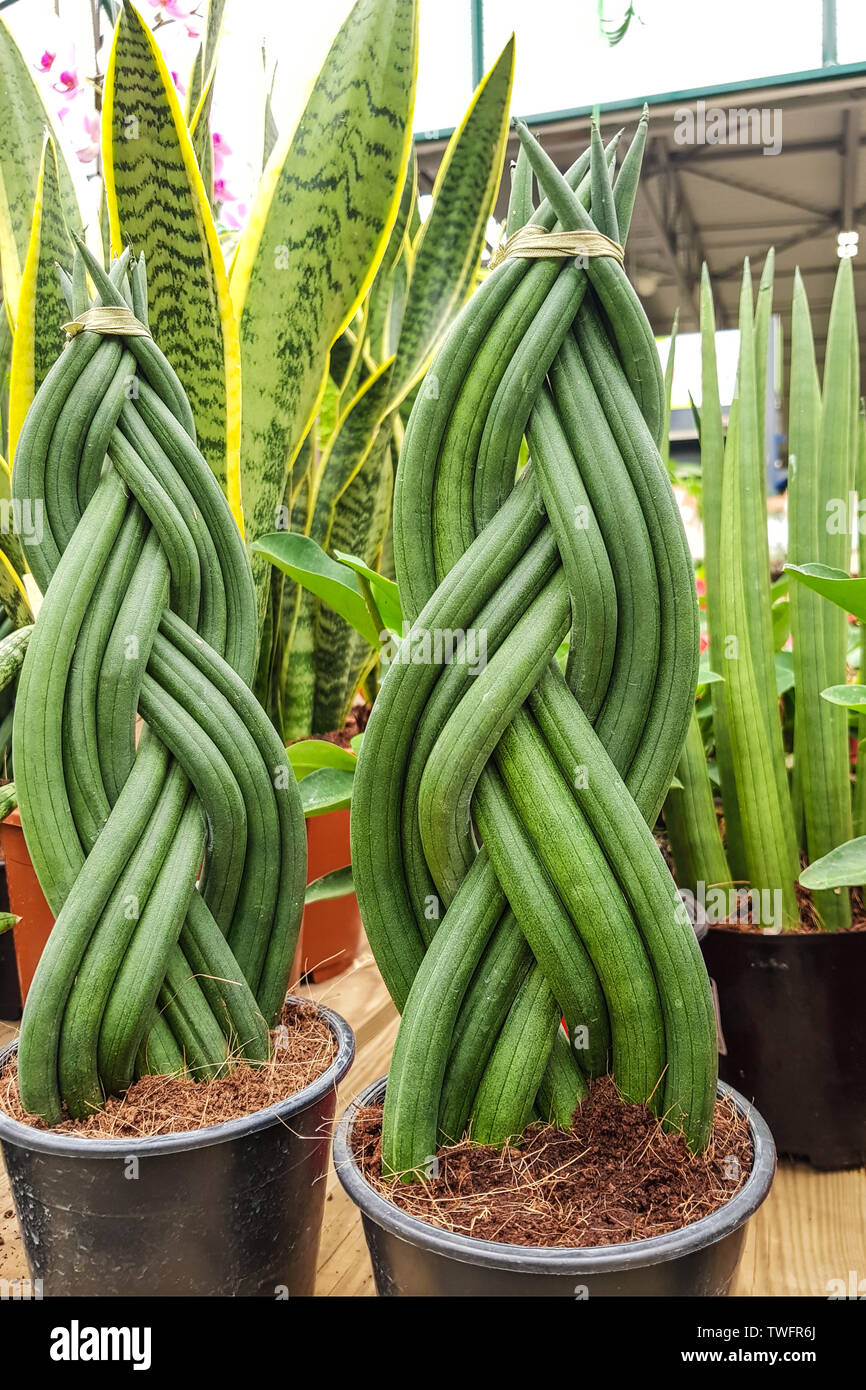 decorative spit of plant shoots of Sansevieria cylindrica, Stock Photo