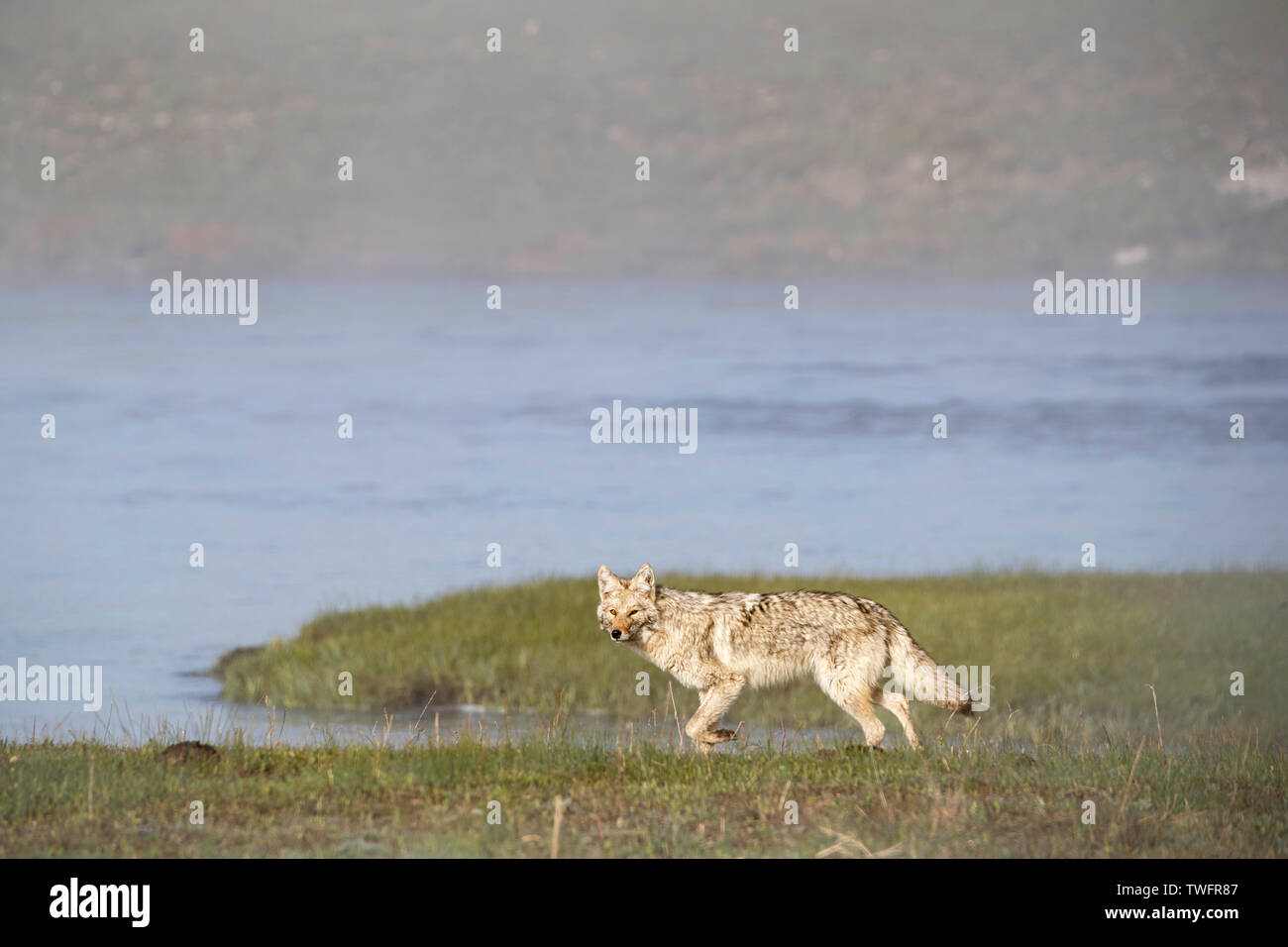 Yellowstone Coyote in the morning mist Stock Photo