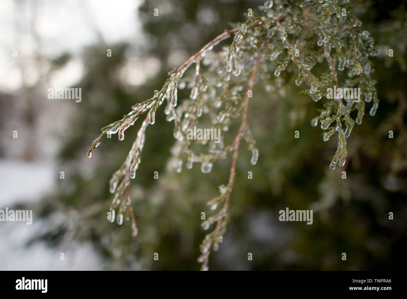 https://c8.alamy.com/comp/TWFRA6/a-bunch-of-branches-covered-in-ice-and-water-drops-on-a-cold-winter-day-with-soft-overcast-light-TWFRA6.jpg