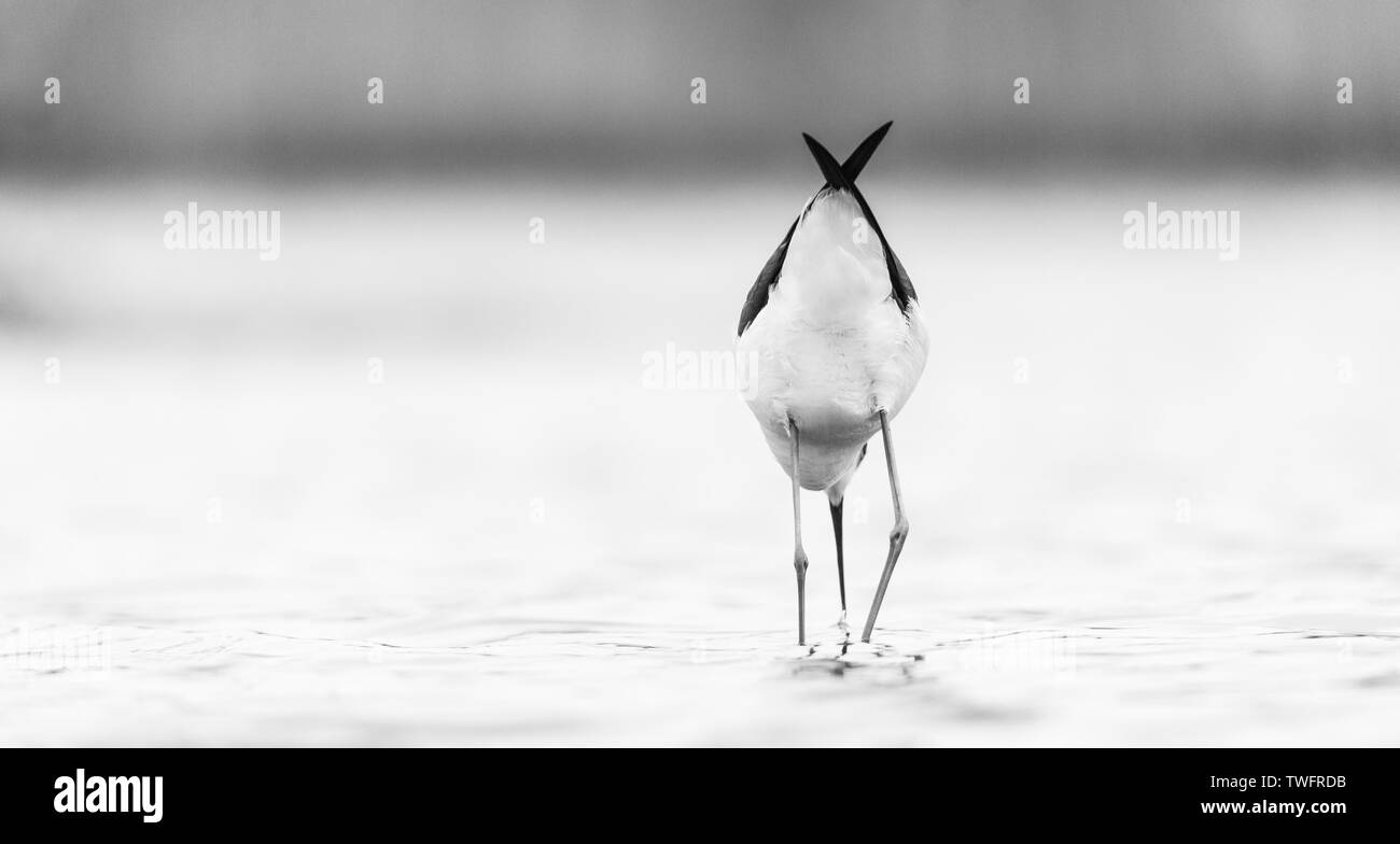 Blackwinged stilt, common stilt, or pied stilt (Himantopus himantopus