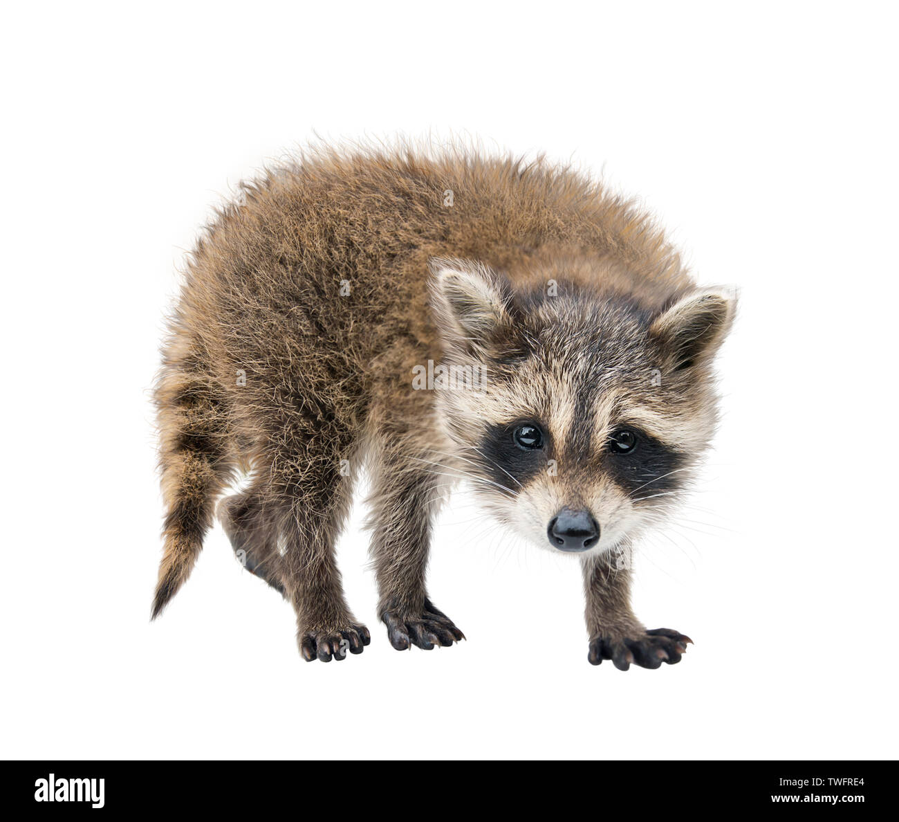Baby Raccoon portrait  isolated on white background Stock Photo