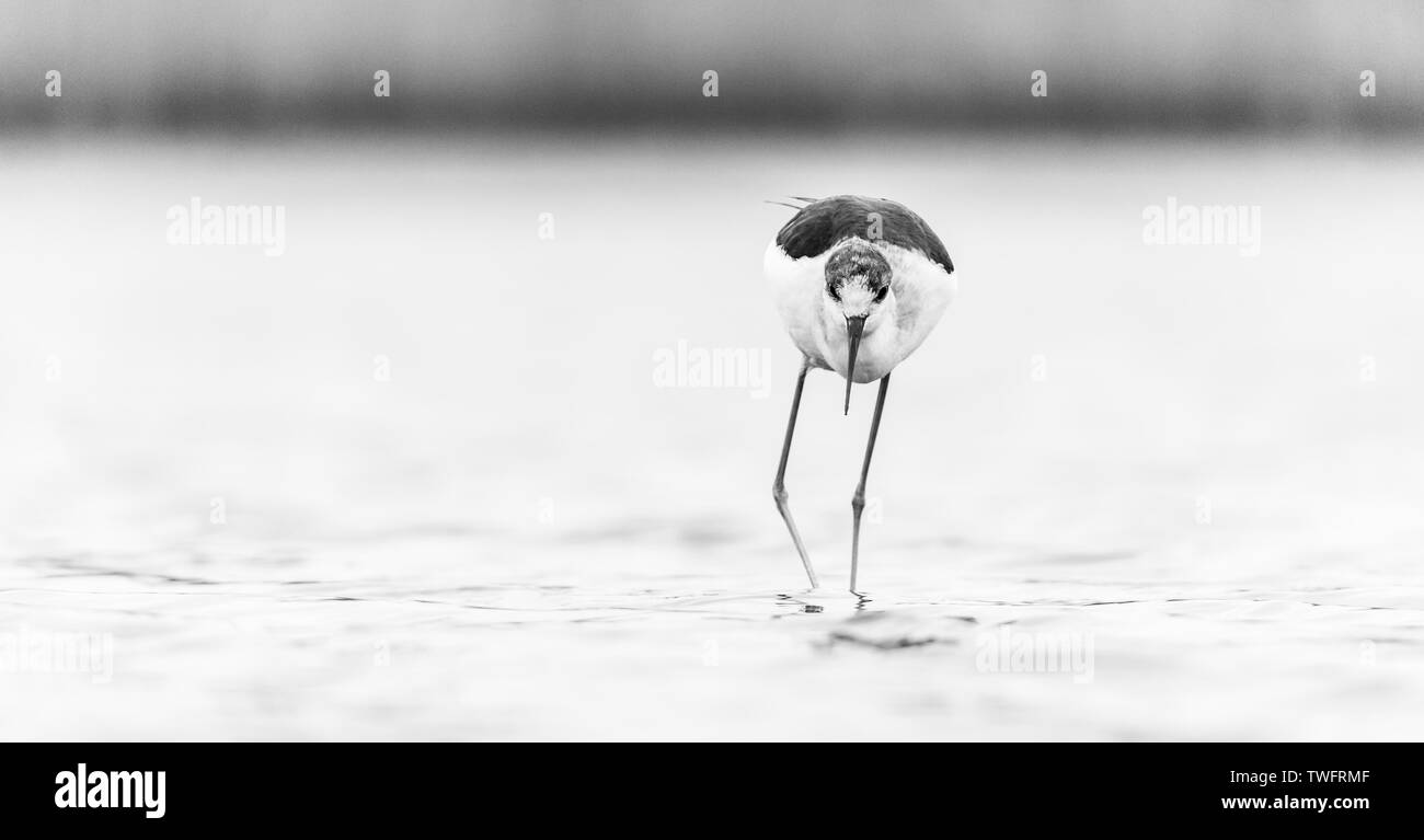 Blackwinged stilt, common stilt, or pied stilt (Himantopus himantopus