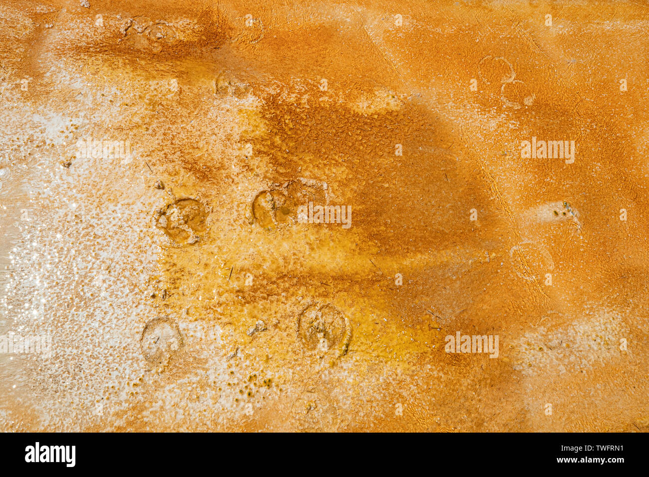 Bison hoof prints in the minerals of hot springs, Old Faithful, Yellowstone, Wyoming Stock Photo