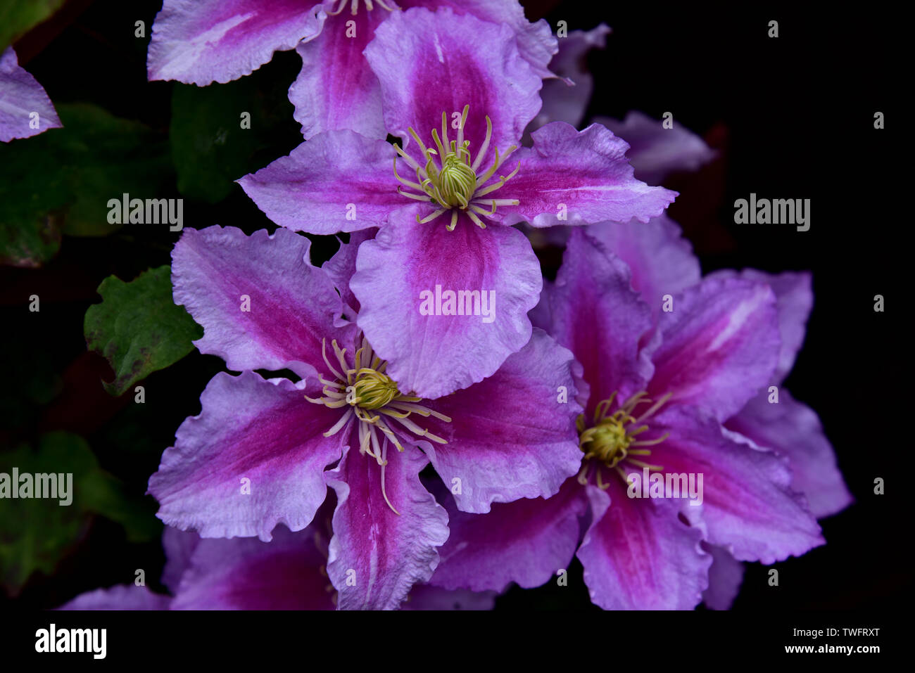 Clematis Plants. Clematis plants, or 'Old Man's Beard' Gardeners Dream Rouge Cardinal pictured Stock Photo