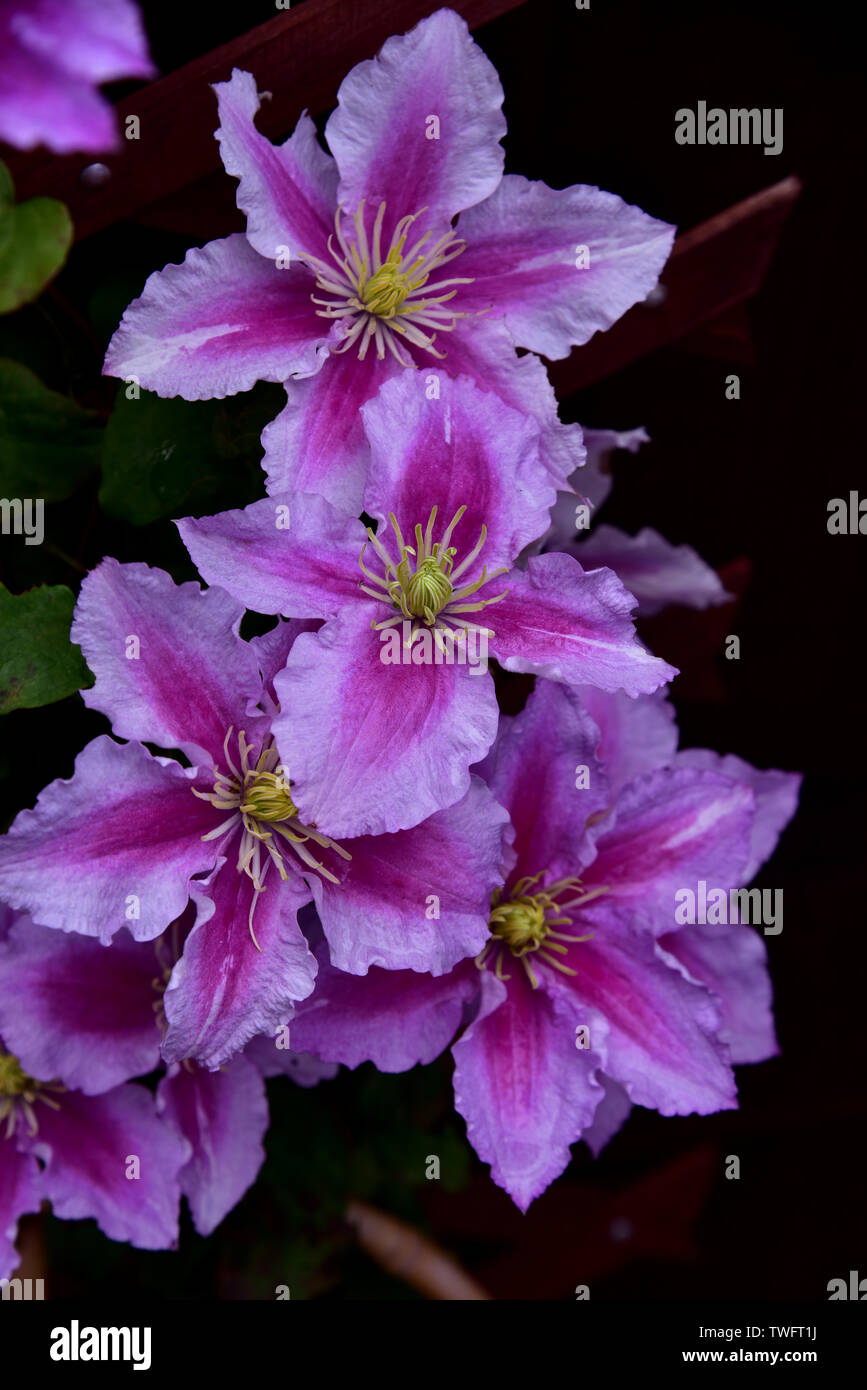 Clematis Plants. Clematis plants, or 'Old Man's Beard' Gardeners Dream Rouge Cardinal pictured Stock Photo