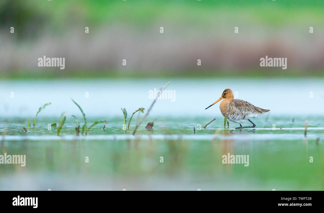 Migratory Shorebirds Birds Habitat Hi-res Stock Photography And Images ...