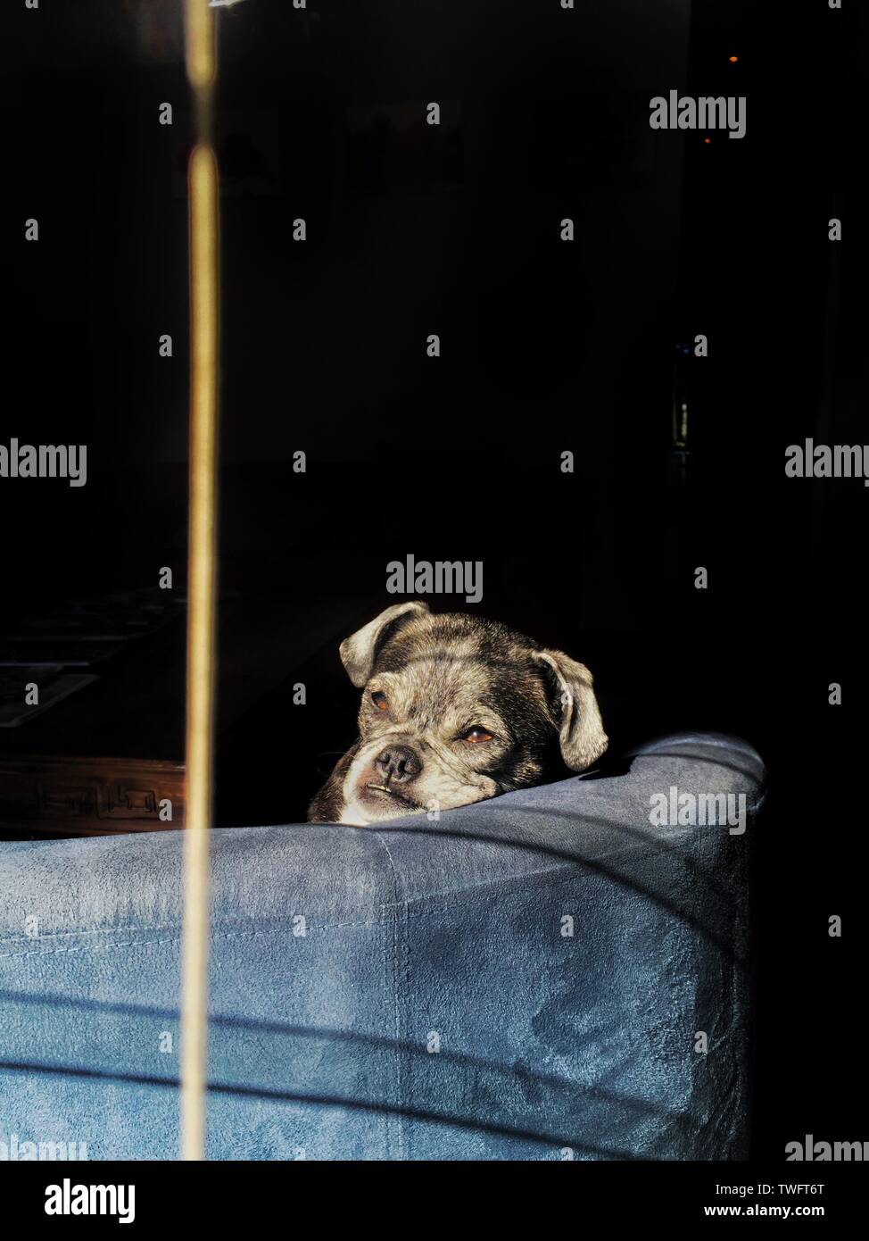 Pug Dog Sitting On A Couch In The Sunlight Stock Photo 256659840