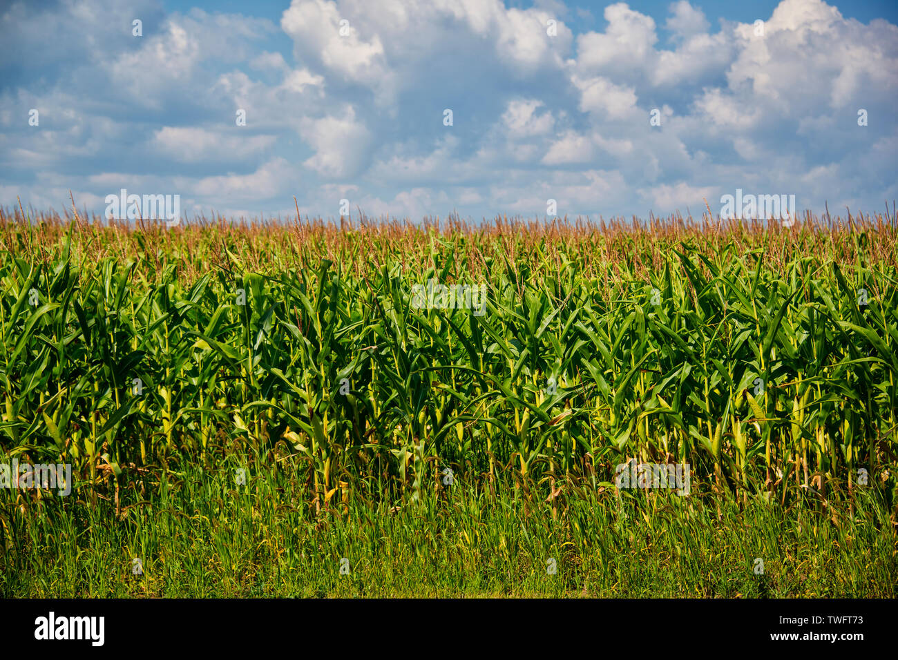 Corn fields in prairies with blue sky and clouds Stock Photo - Alamy