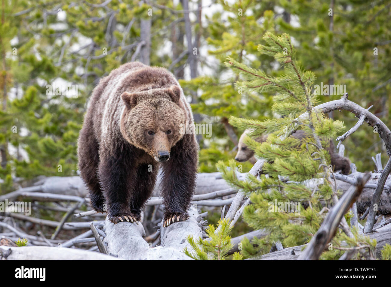 Grizzly Bear, Ursus arctos horribilis, Mother and cubs, on a log ...