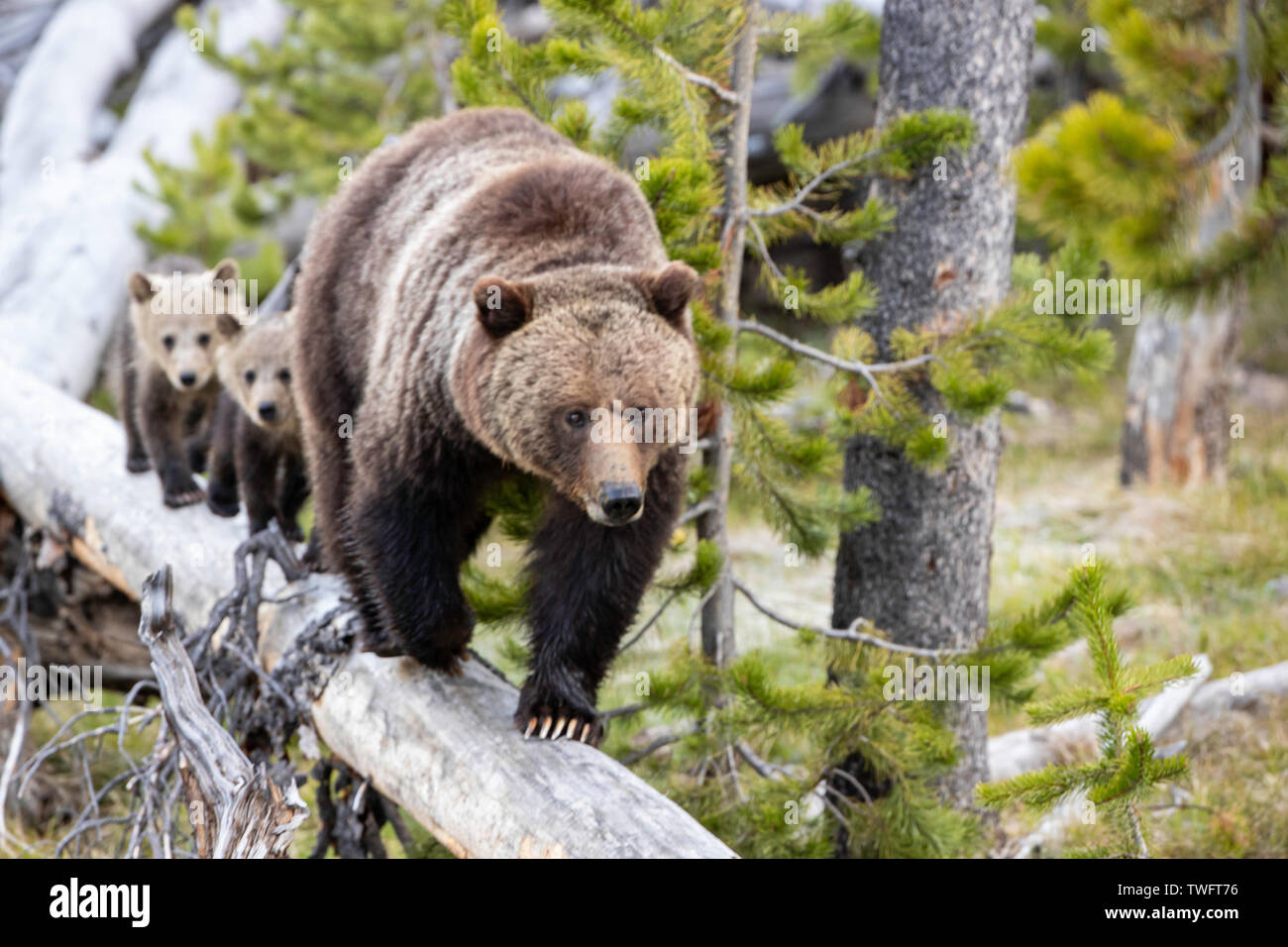 Grizzly Bear, Ursus arctos horribilis, Mother and cubs, on a