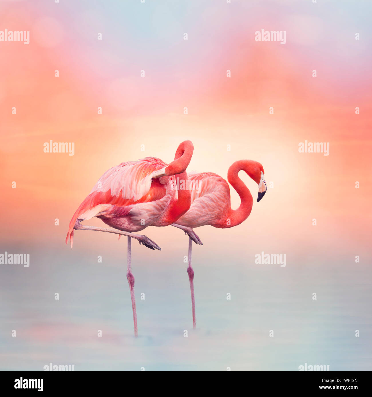 Two Pink flamingos in the water at sunset Stock Photo