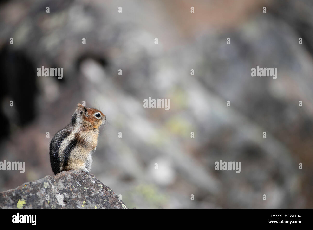 Golden-mantled ground squirrel (Callospermophilus lateralis) sitting on a rock. Stock Photo
