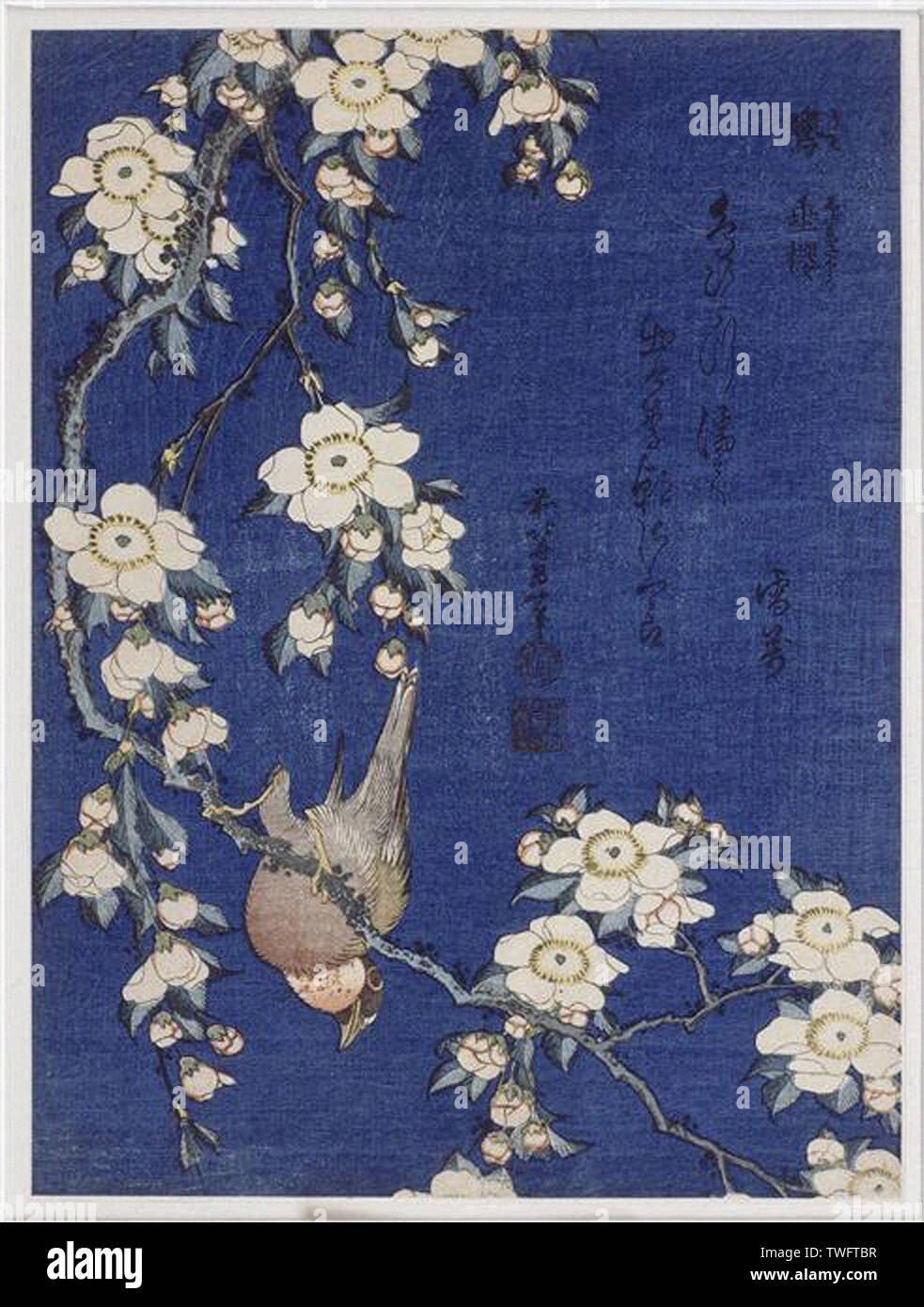 専用ページ。　八角フトマニ図flowerヒーリング❀ Hokusai - Bullfinch Weeping Cherry Blossoms 1834 Stock Photo