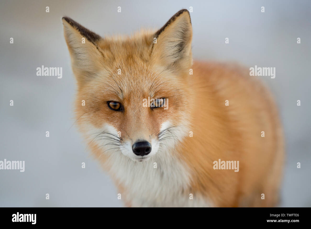 A close up portrait of a Red Fox in sfot light with a light white background and its orange fur standing out. Stock Photo