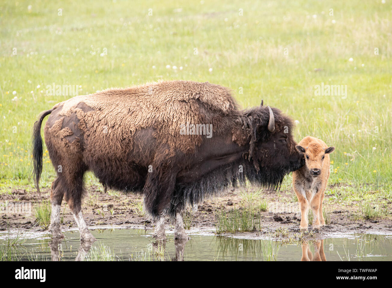 Bison cow and calf in Yellowstone Stock Photo - Alamy