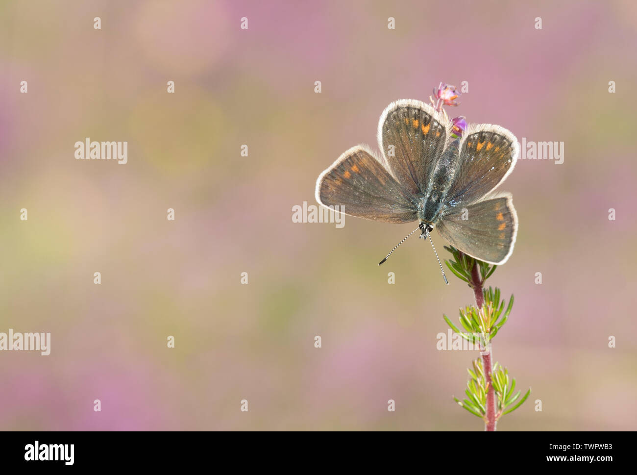 Silver Studded Blue butterfly (Plebejus argus) at Prees Heath, Shropshire, United Kingdom Stock Photo