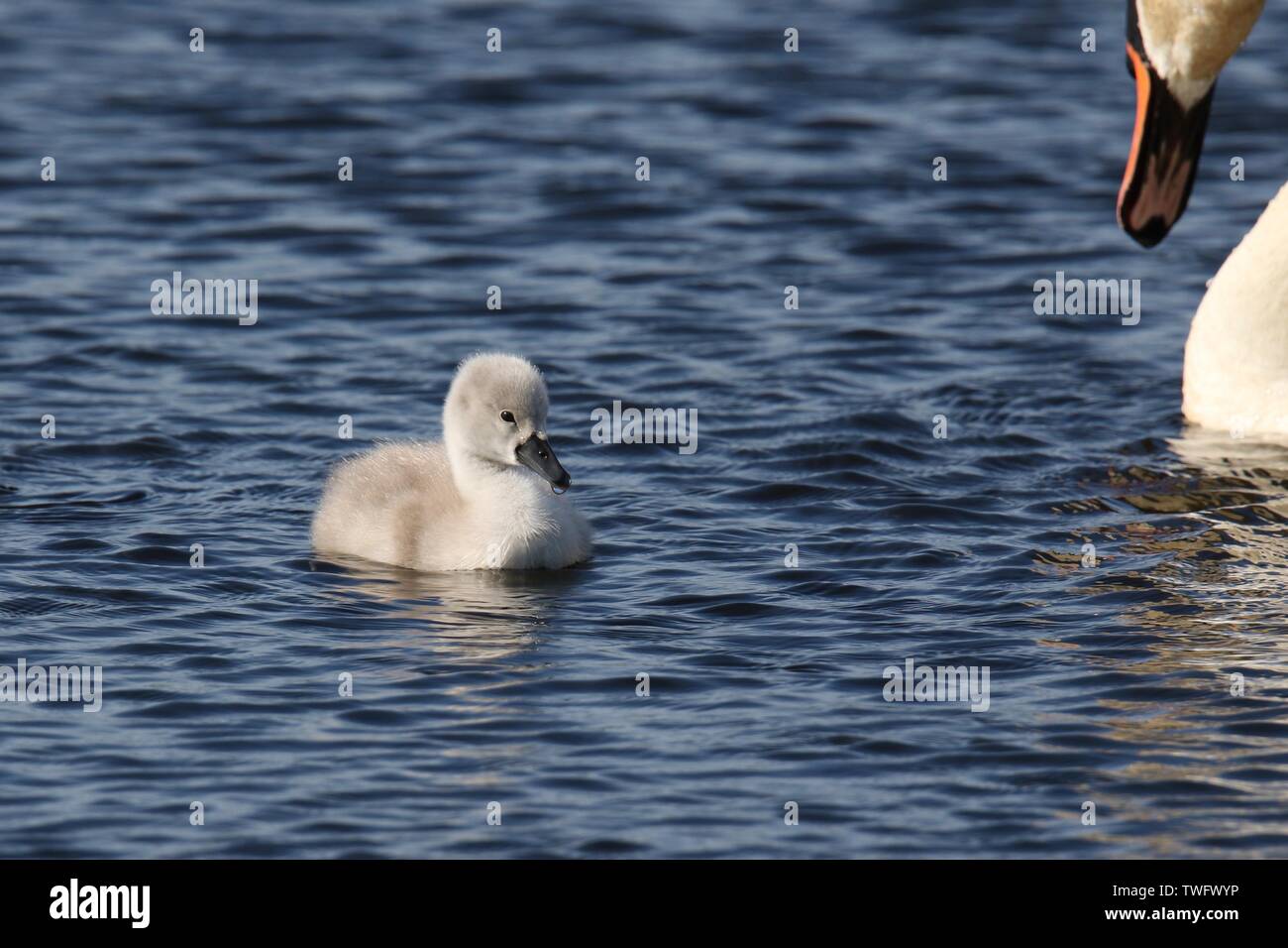 One fluffy mute swan cygnet swimming close to the parent swan in Spring Stock Photo