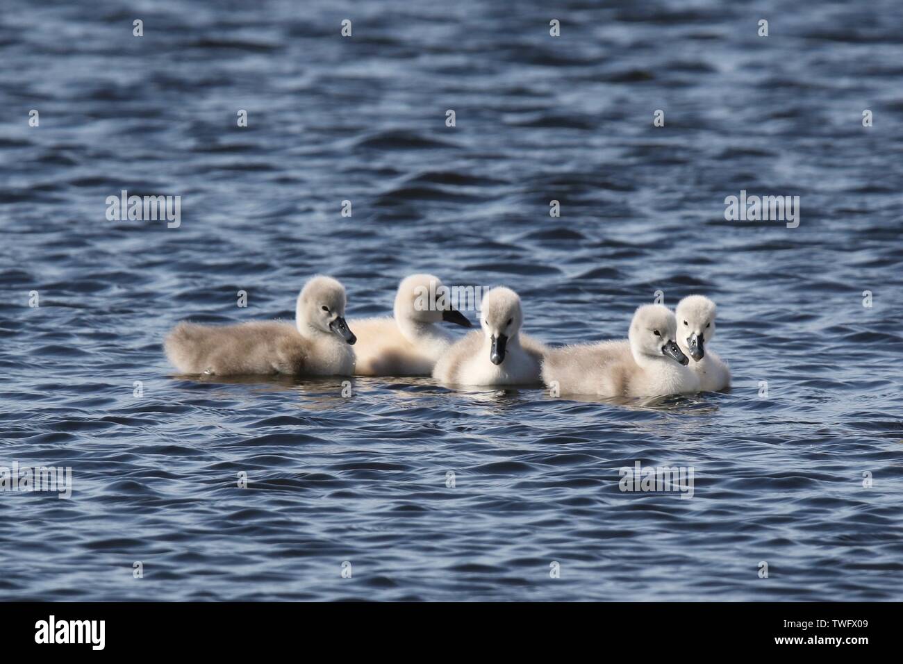 A group of young mute swan cygnets swimming on a lake in Spring Stock Photo