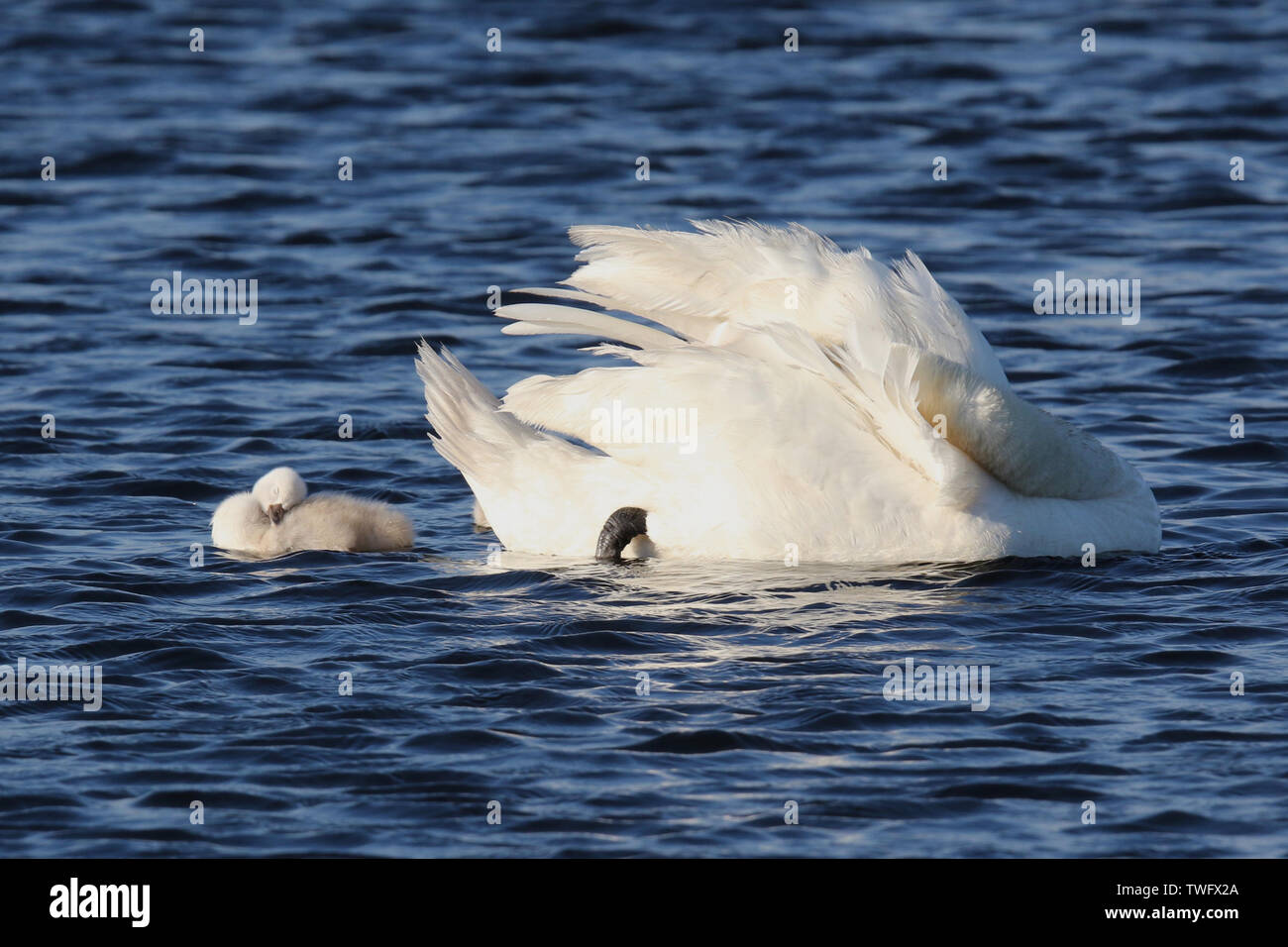 A mute swan with a cygnet preening on a blue lake in Spring Stock Photo