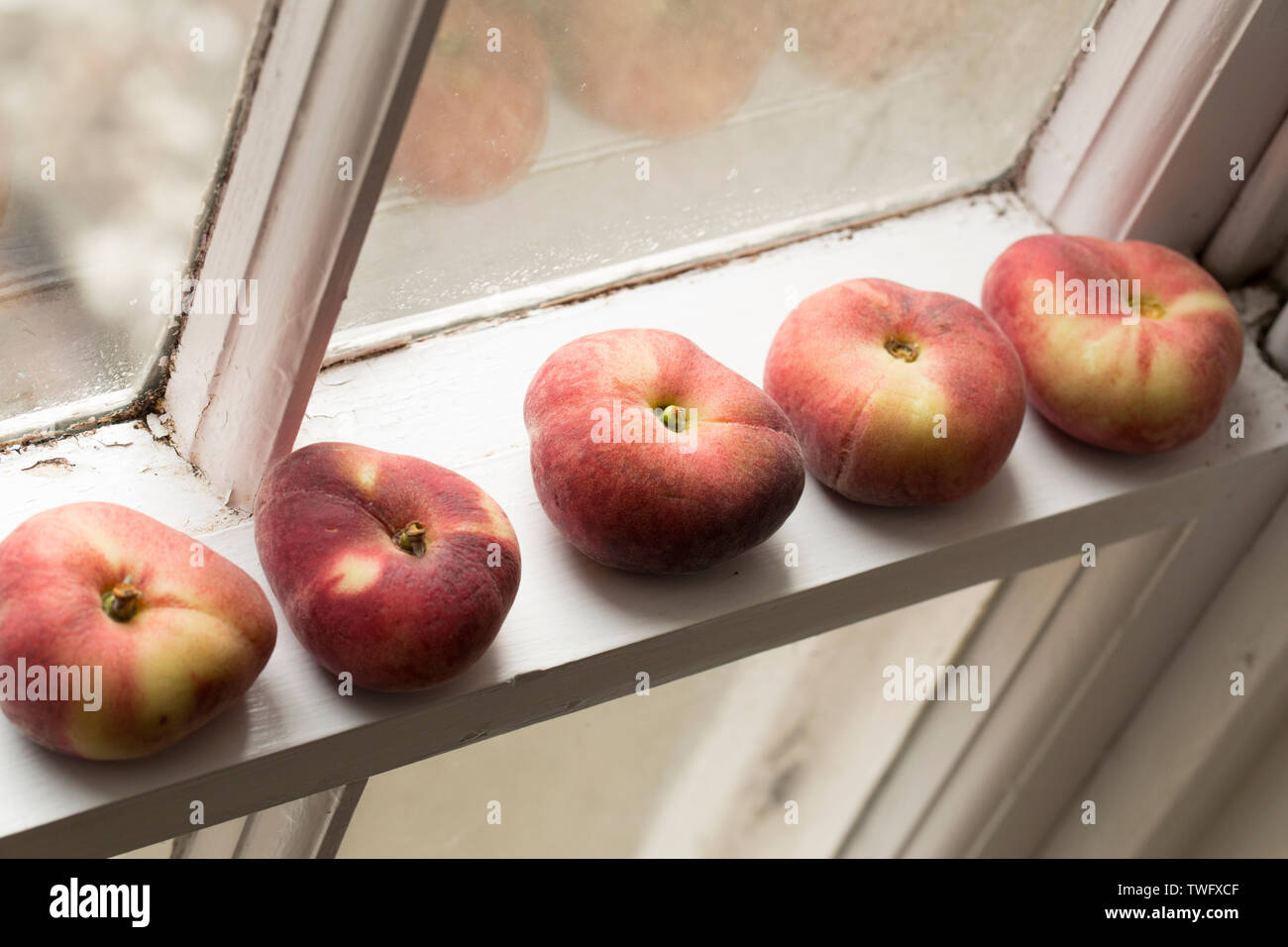 Flat peaches, imported from Spain, and bought from a supermarket in the UK left to ripen on a window sill. England UK GB Stock Photo
