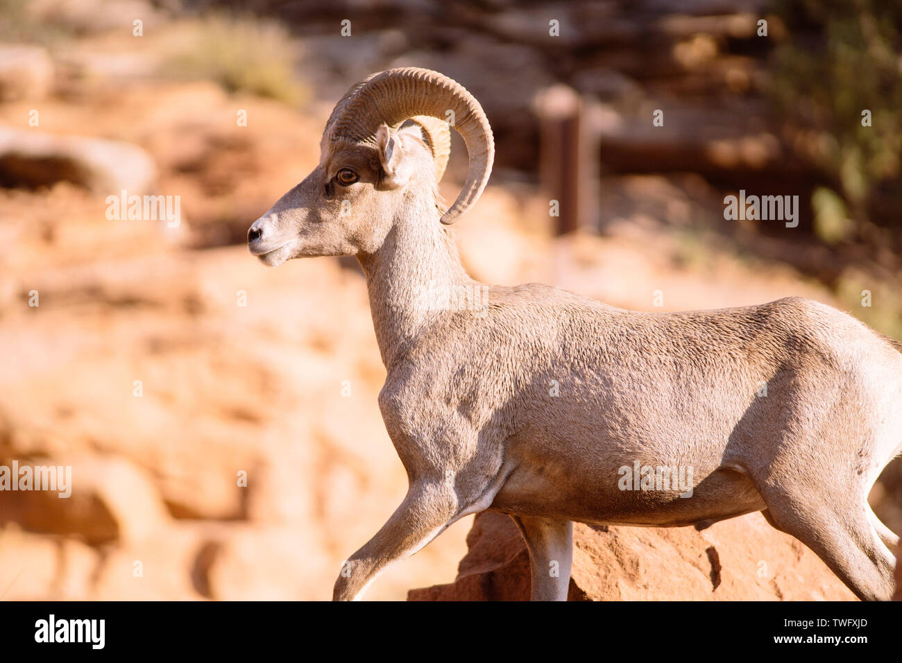 Close-up of a Desert Bighorn Ram, Zion National Park, Utah, United States Stock Photo