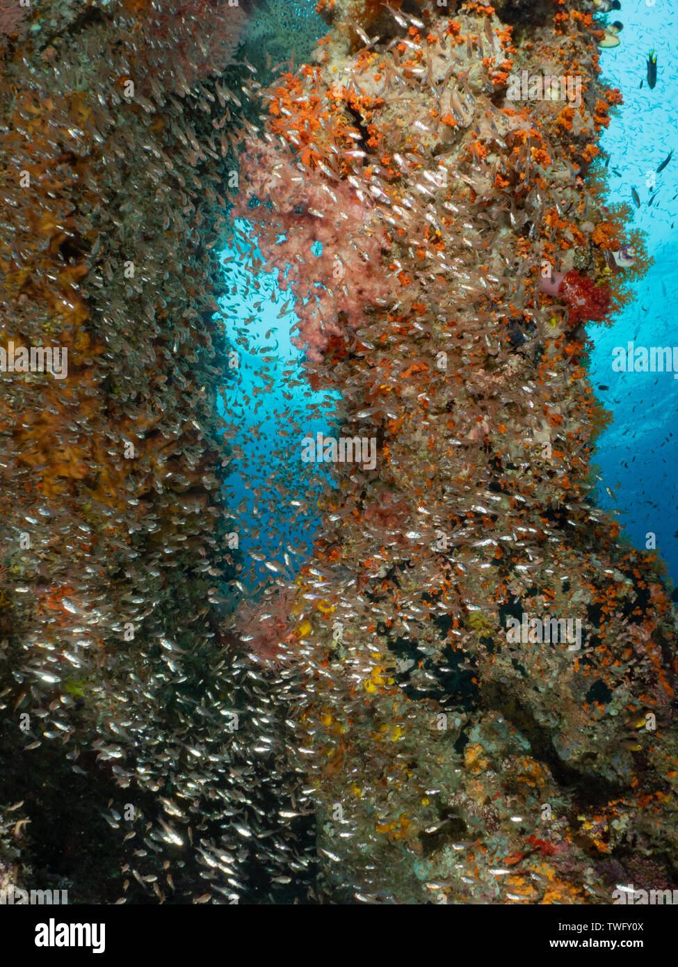 Glassfish swimming on a coral reef, Raja Ampat, West Papua, Indonesia Stock Photo Alamy