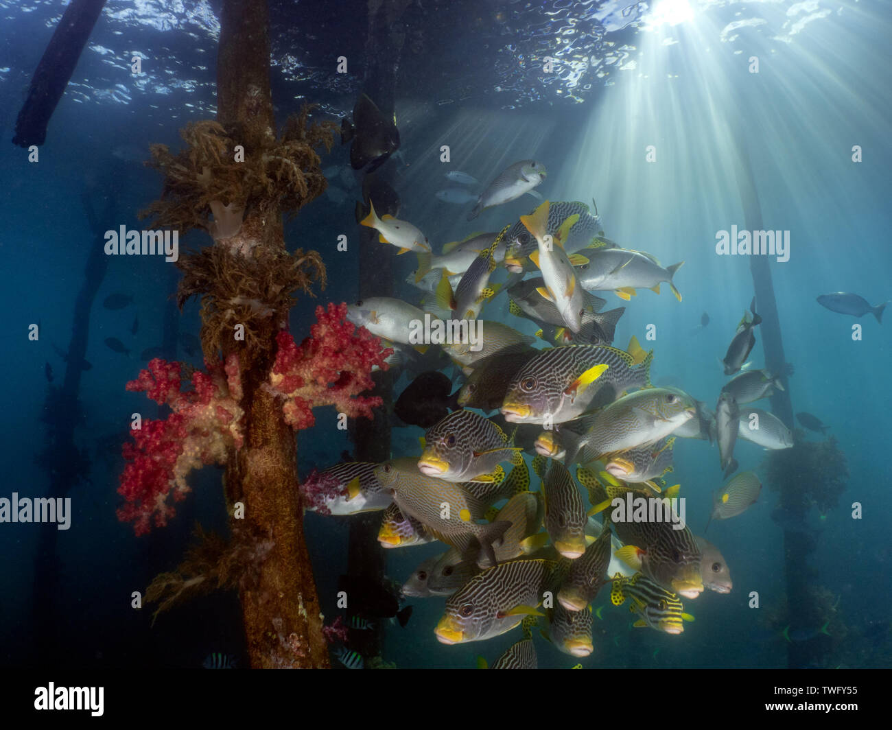 Life Under The Jetty High Resolution Stock Photography and Images - Alamy
