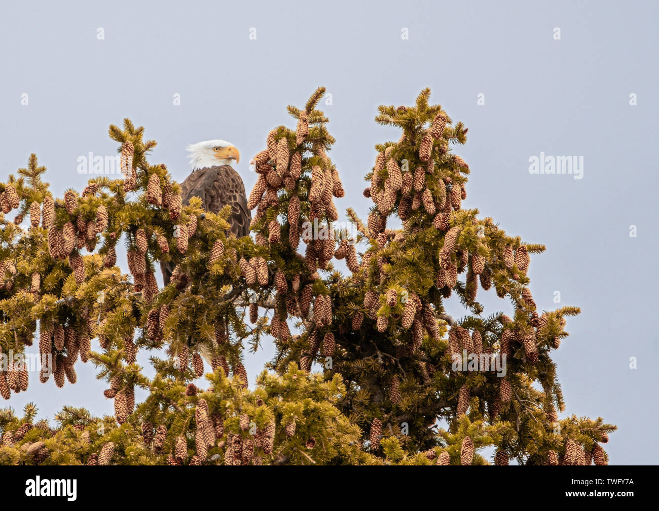 Bald Eagle in an Engelmann Spruce tree, Stock Photo