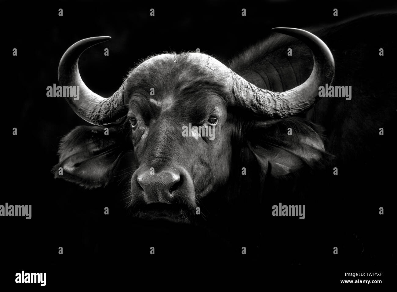 African buffalo angry hi-res stock photography and images - Alamy