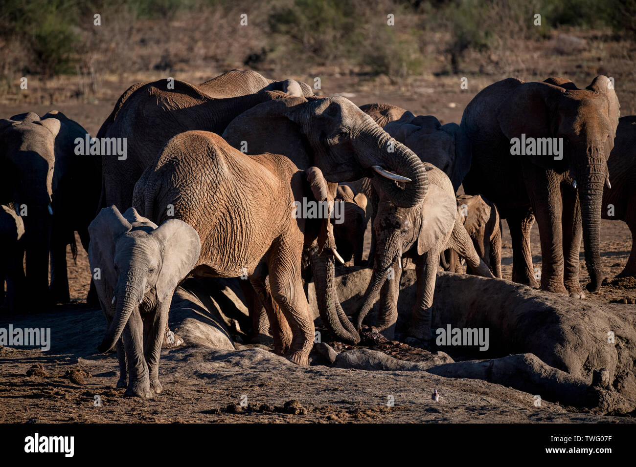 A herd of elephants gathered around a small pool of mud Stock Photo