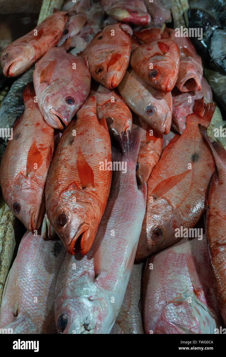 Bunch of fresh raw red Snapper on ice at Kedonganan fish market