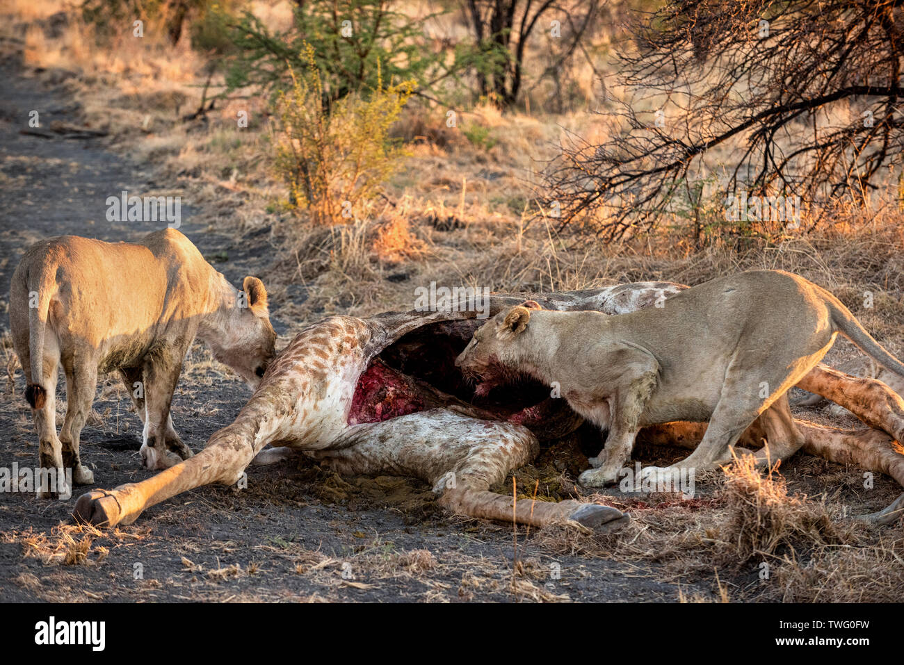 Two lionesses devouring a giraffe Stock Photo