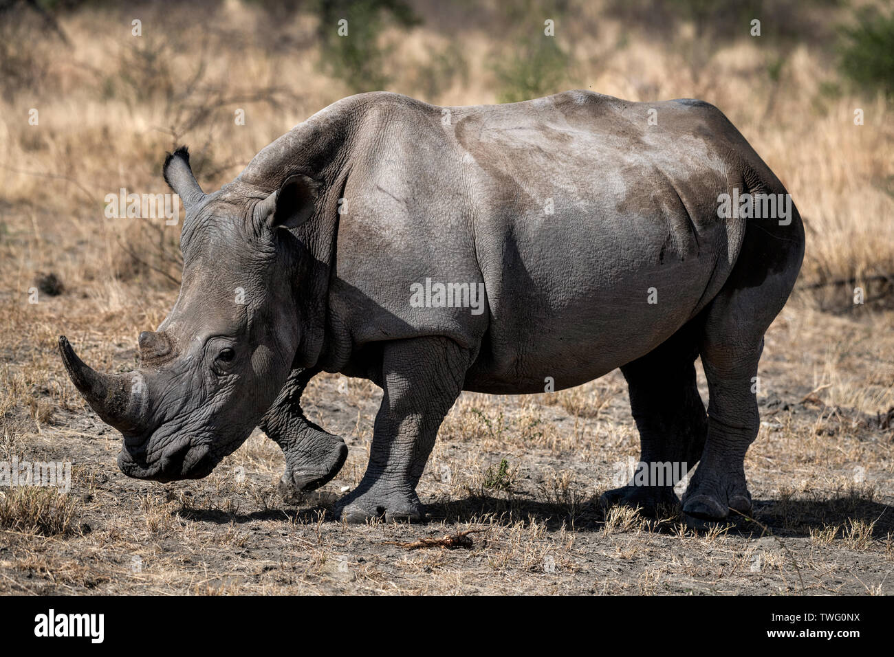 A White Rhino Stock Photo - Alamy