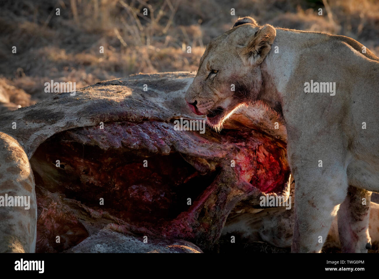 A lioness devouring a giraffe Stock Photo