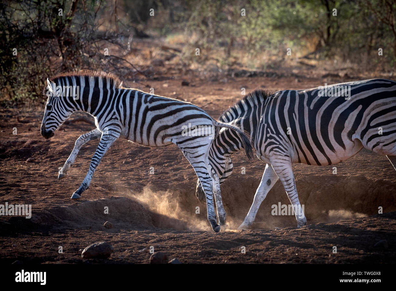 Zebra jumping wildlife africa hires stock photography and images Alamy