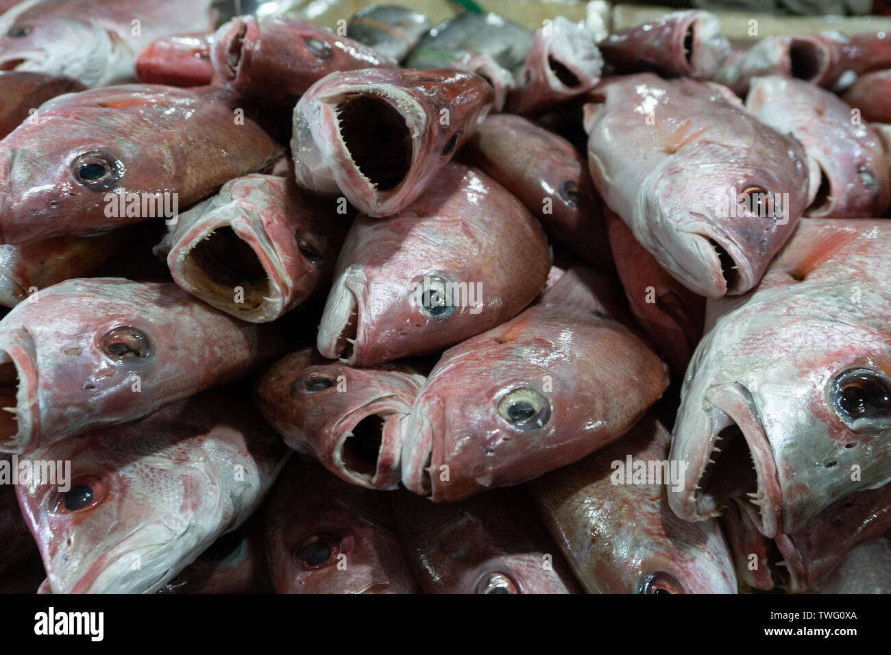 Bunch of fresh raw red on ice at Kedonganan fish market, Bali - Alamy