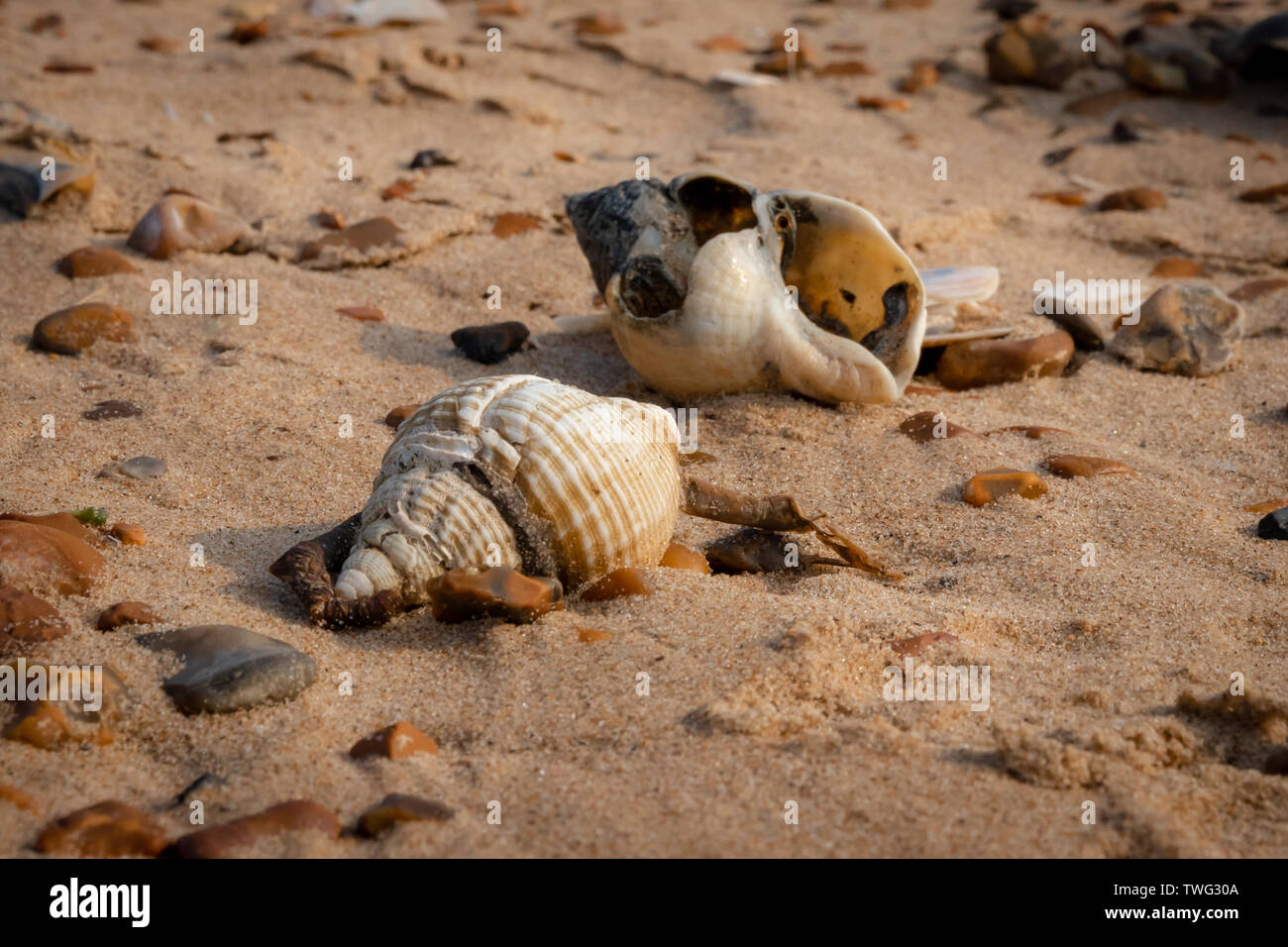 Dog whelk sea shells on a sandy beach surrounded by worn rounded pebbles a common sight on UK beaches Stock Photo